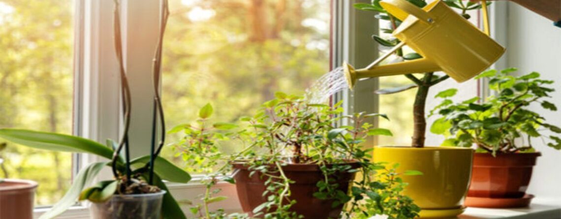 Indoor Plants