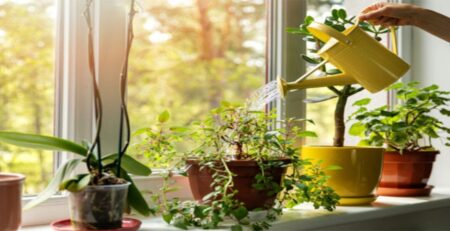 Indoor Plants