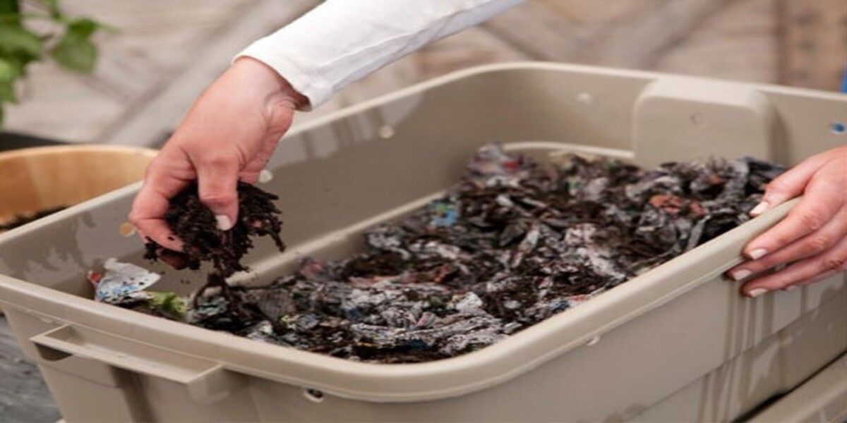 Worm Bin