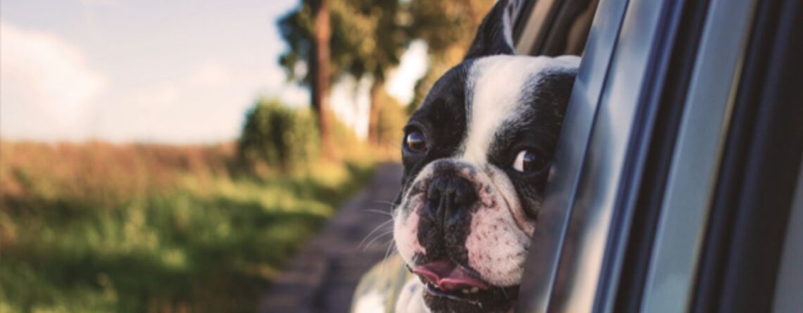 Dog Car Barriers