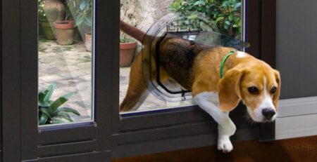 Dog Doors