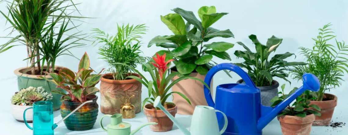 Bonsai Tree Watering Cans