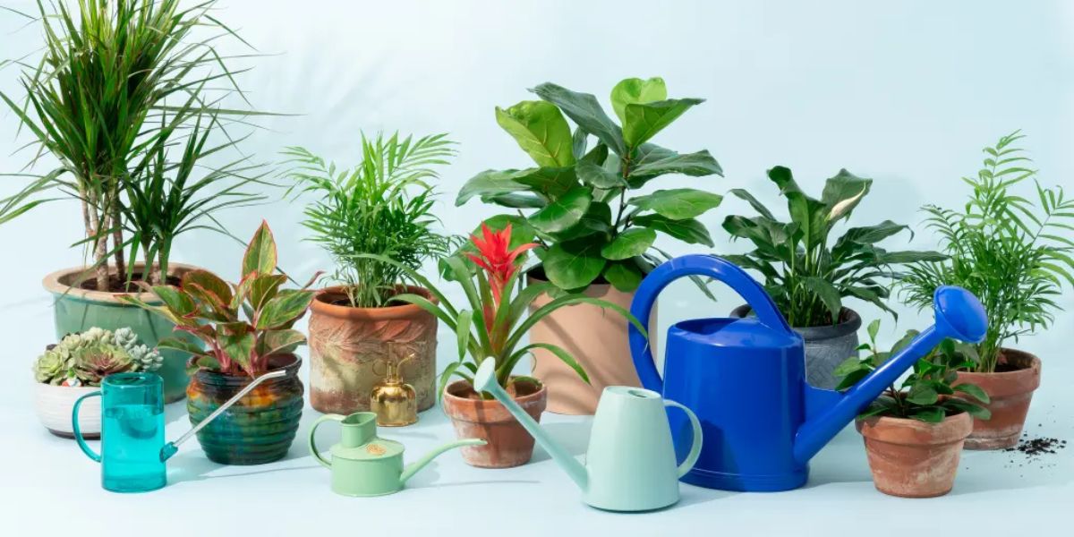 Bonsai Tree Watering Cans